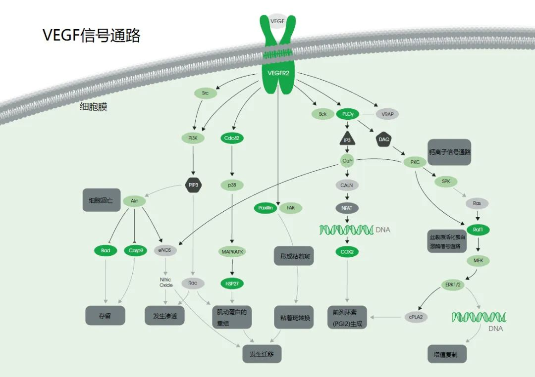 意大利贵宾会-贵宾会官方网站入口