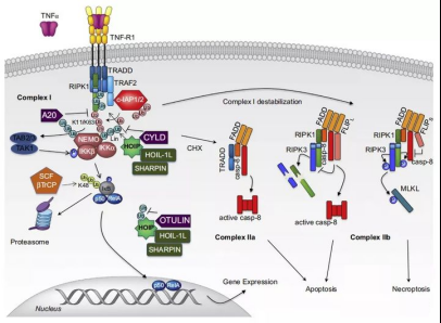 意大利贵宾会-贵宾会官方网站入口