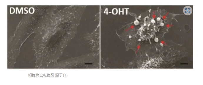 意大利贵宾会-贵宾会官方网站入口