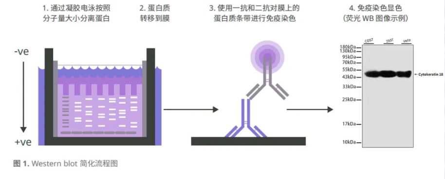 意大利贵宾会-贵宾会官方网站入口