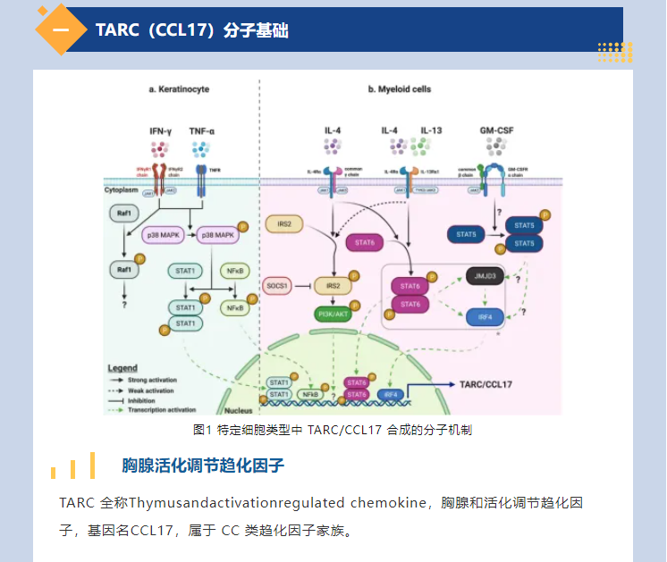 意大利贵宾会-贵宾会官方网站入口