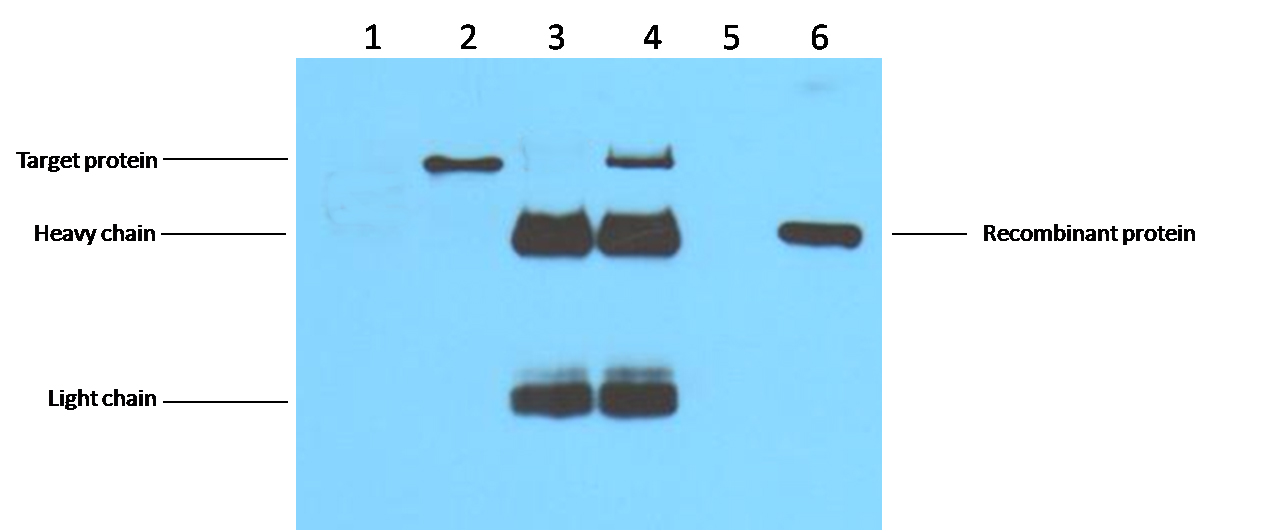 意大利贵宾会-贵宾会官方网站入口