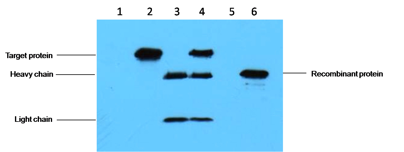 意大利贵宾会-贵宾会官方网站入口