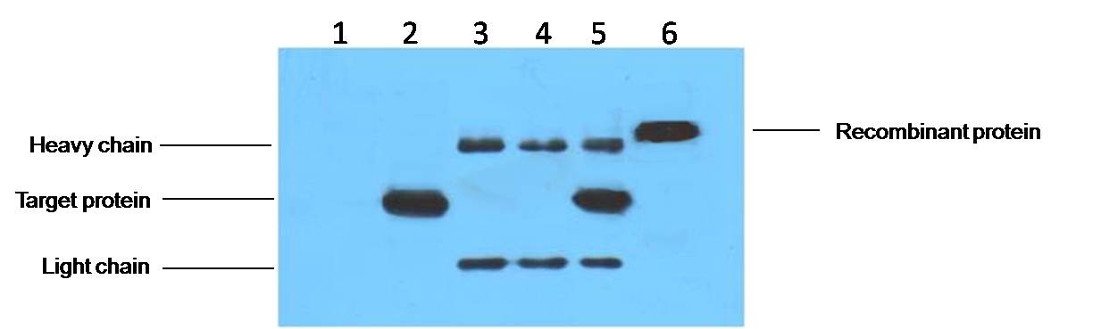 意大利贵宾会-贵宾会官方网站入口