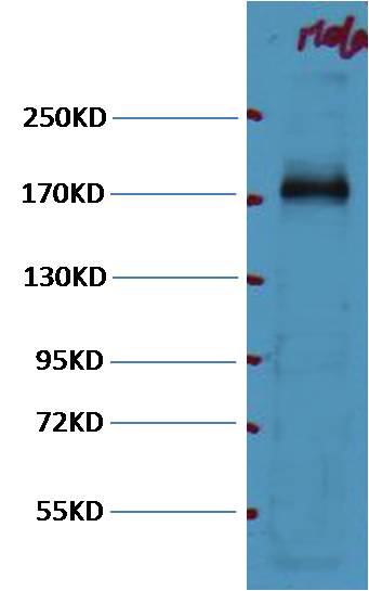 意大利贵宾会-贵宾会官方网站入口