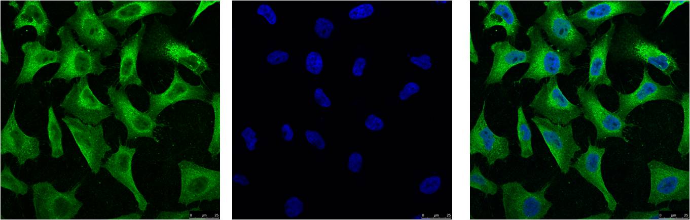 意大利贵宾会-贵宾会官方网站入口