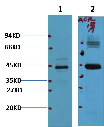 意大利贵宾会-贵宾会官方网站入口