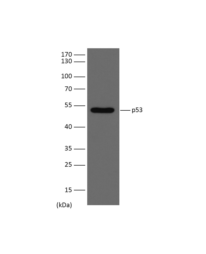 意大利贵宾会-贵宾会官方网站入口