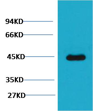 意大利贵宾会-贵宾会官方网站入口