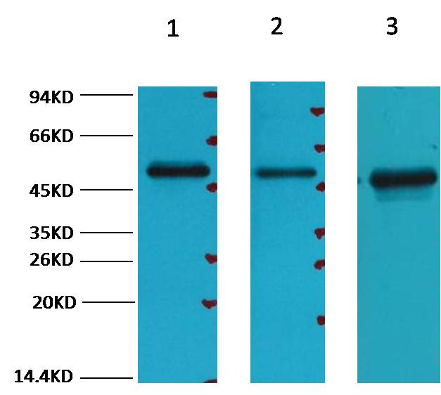 意大利贵宾会-贵宾会官方网站入口