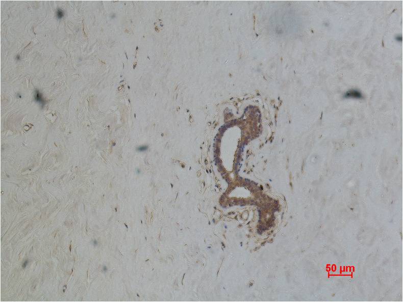 意大利贵宾会-贵宾会官方网站入口