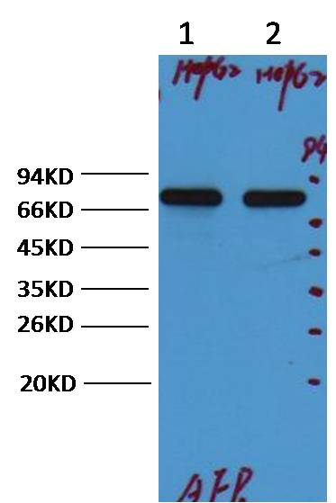 意大利贵宾会-贵宾会官方网站入口