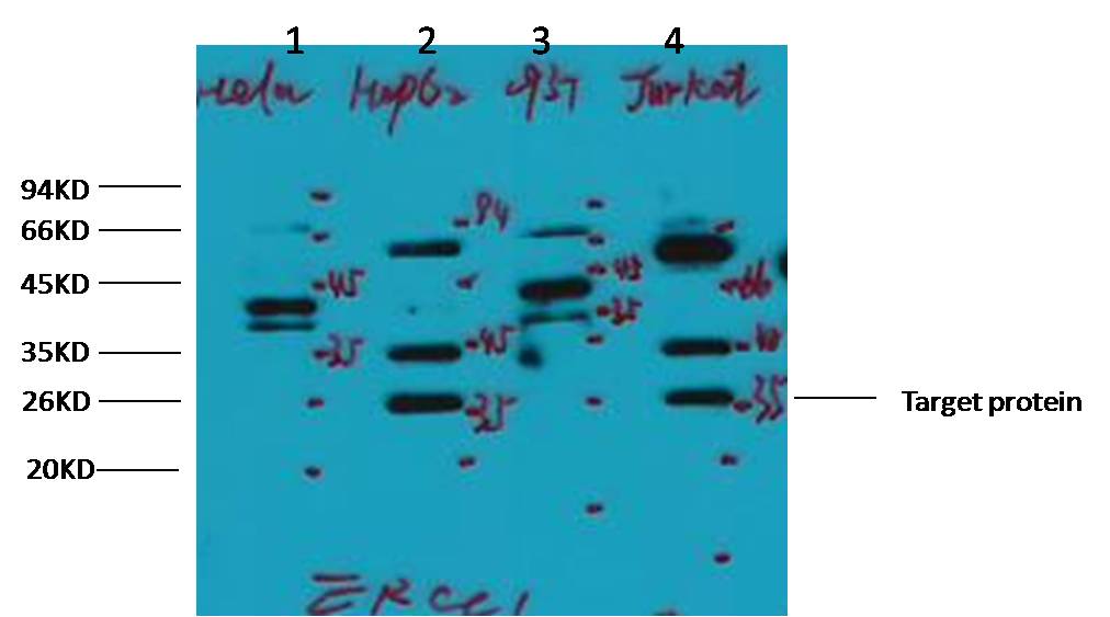 意大利贵宾会-贵宾会官方网站入口