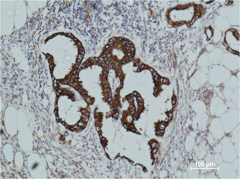 意大利贵宾会-贵宾会官方网站入口