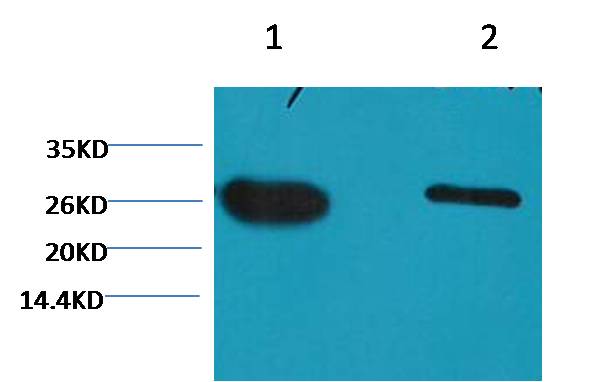 意大利贵宾会-贵宾会官方网站入口