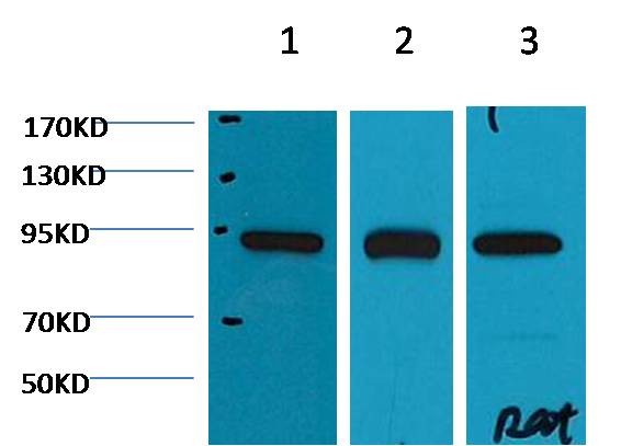 意大利贵宾会-贵宾会官方网站入口