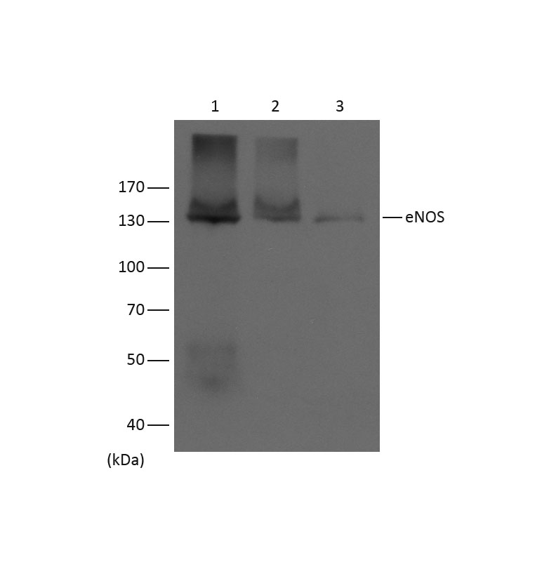 意大利贵宾会-贵宾会官方网站入口
