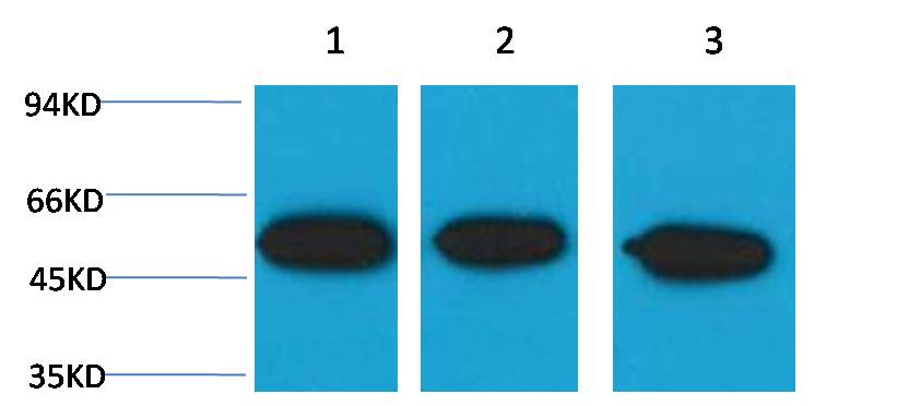 意大利贵宾会-贵宾会官方网站入口