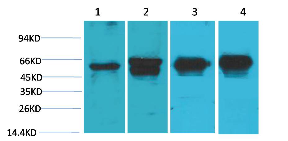意大利贵宾会-贵宾会官方网站入口
