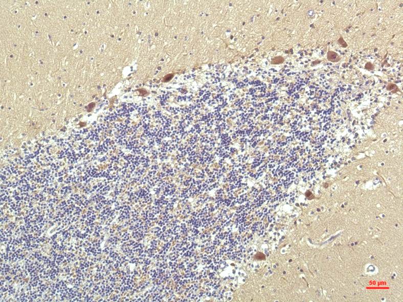 意大利贵宾会-贵宾会官方网站入口