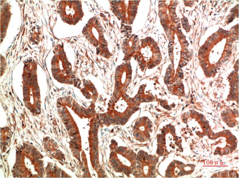 意大利贵宾会-贵宾会官方网站入口