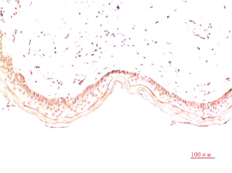 意大利贵宾会-贵宾会官方网站入口
