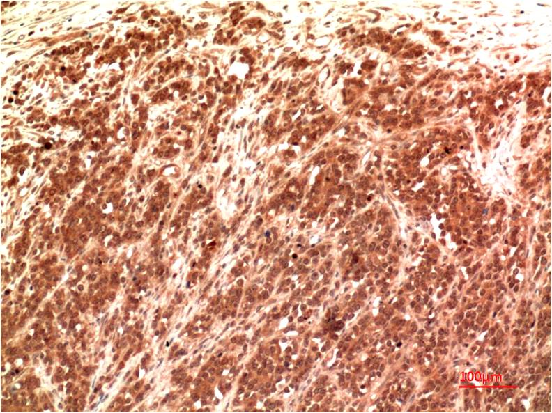 意大利贵宾会-贵宾会官方网站入口