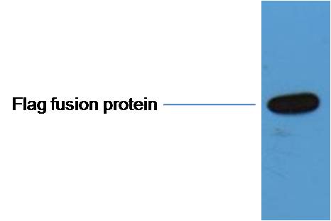 意大利贵宾会-贵宾会官方网站入口