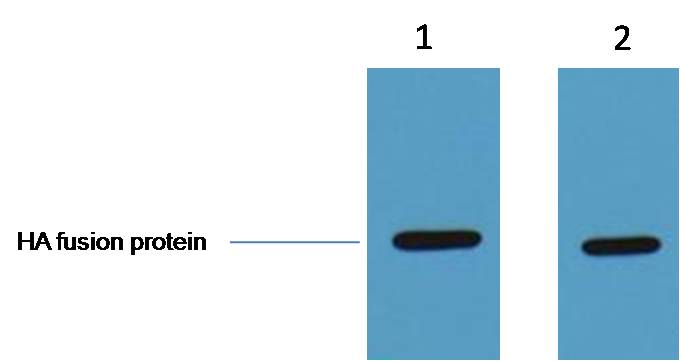 意大利贵宾会-贵宾会官方网站入口