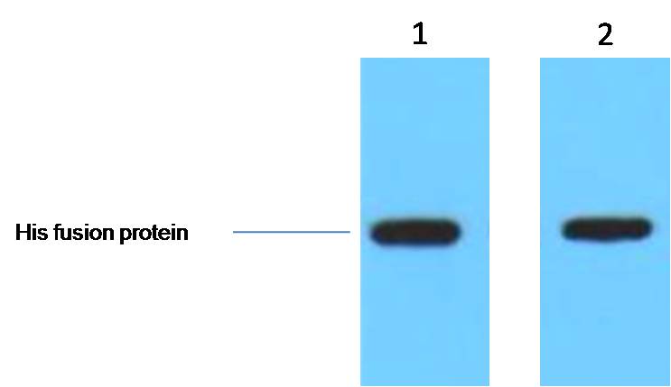意大利贵宾会-贵宾会官方网站入口