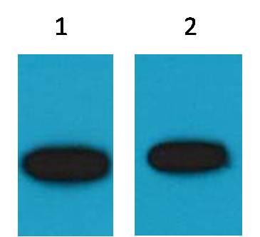 意大利贵宾会-贵宾会官方网站入口