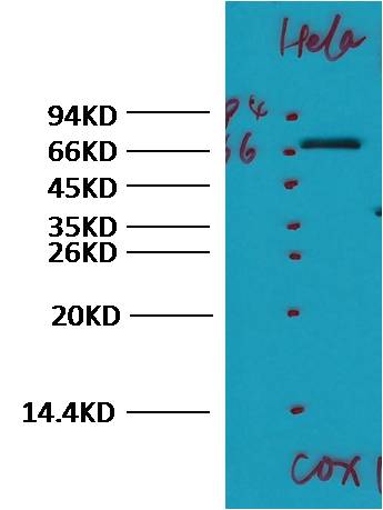 意大利贵宾会-贵宾会官方网站入口