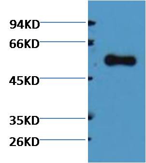 意大利贵宾会-贵宾会官方网站入口