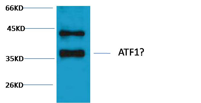 意大利贵宾会-贵宾会官方网站入口