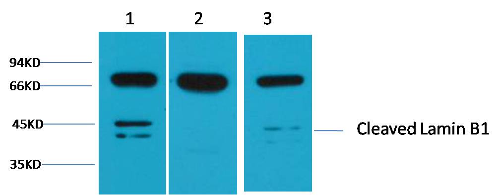 意大利贵宾会-贵宾会官方网站入口
