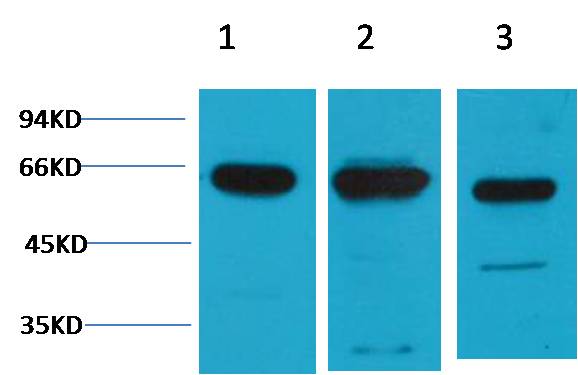 意大利贵宾会-贵宾会官方网站入口