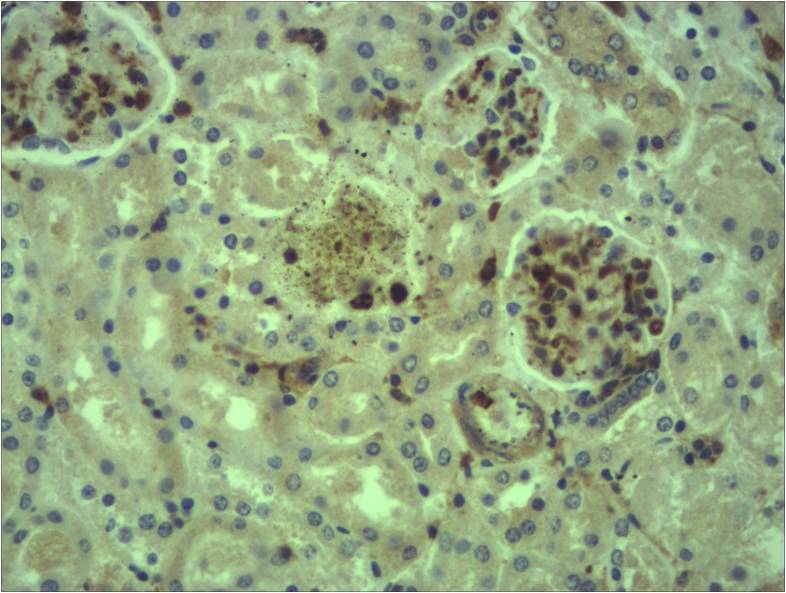 意大利贵宾会-贵宾会官方网站入口