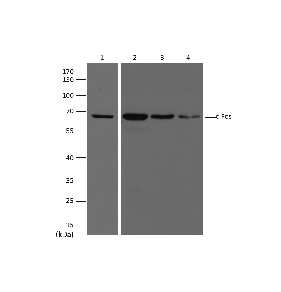 意大利贵宾会-贵宾会官方网站入口