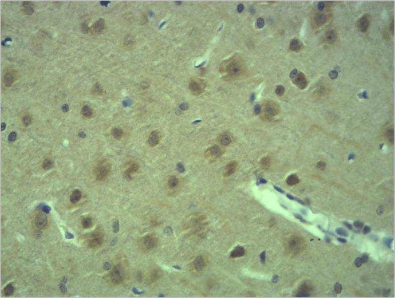 意大利贵宾会-贵宾会官方网站入口