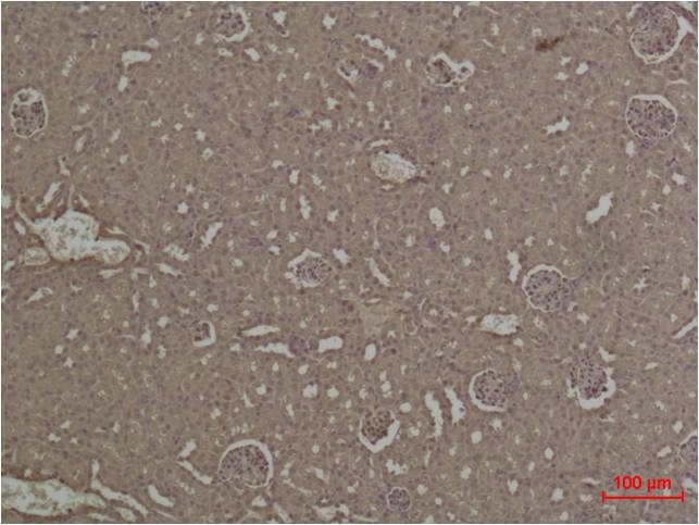 意大利贵宾会-贵宾会官方网站入口