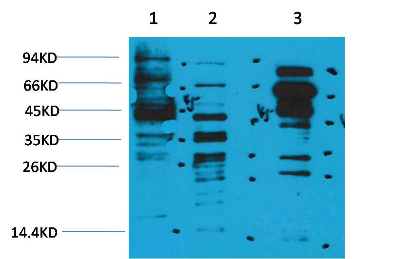 意大利贵宾会-贵宾会官方网站入口