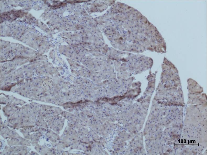 意大利贵宾会-贵宾会官方网站入口