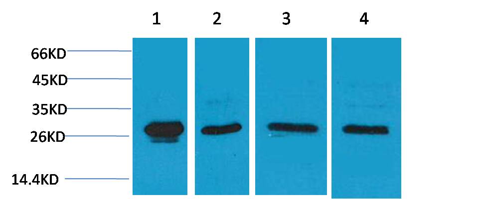 意大利贵宾会-贵宾会官方网站入口