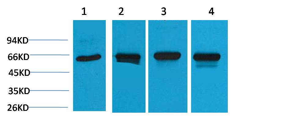 意大利贵宾会-贵宾会官方网站入口
