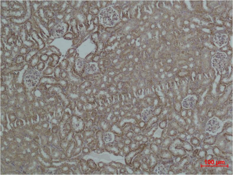 意大利贵宾会-贵宾会官方网站入口