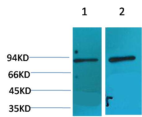 意大利贵宾会-贵宾会官方网站入口