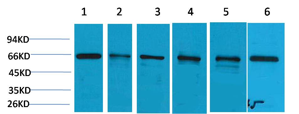 意大利贵宾会-贵宾会官方网站入口