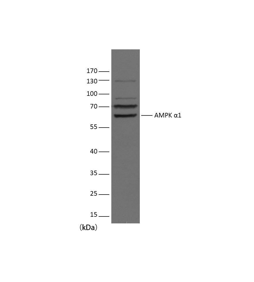 意大利贵宾会-贵宾会官方网站入口
