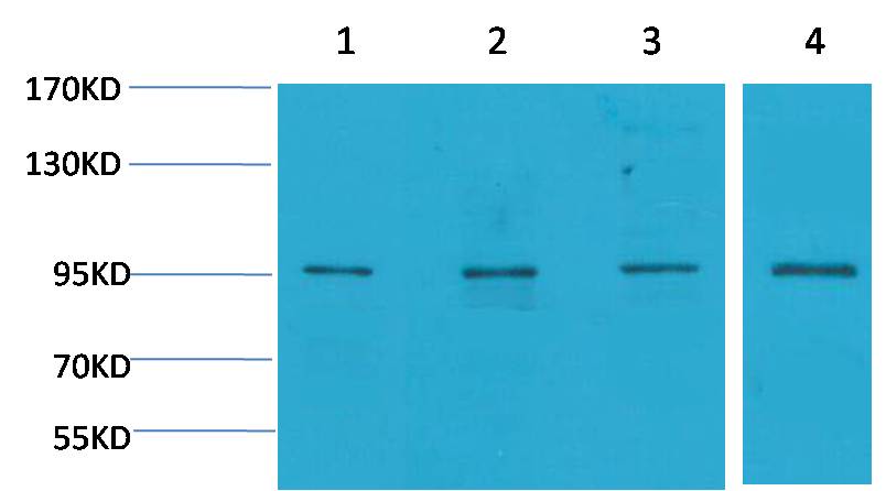 意大利贵宾会-贵宾会官方网站入口