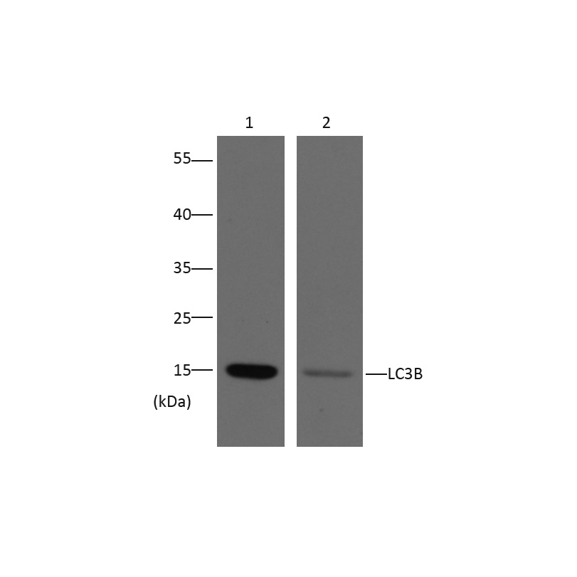 意大利贵宾会-贵宾会官方网站入口